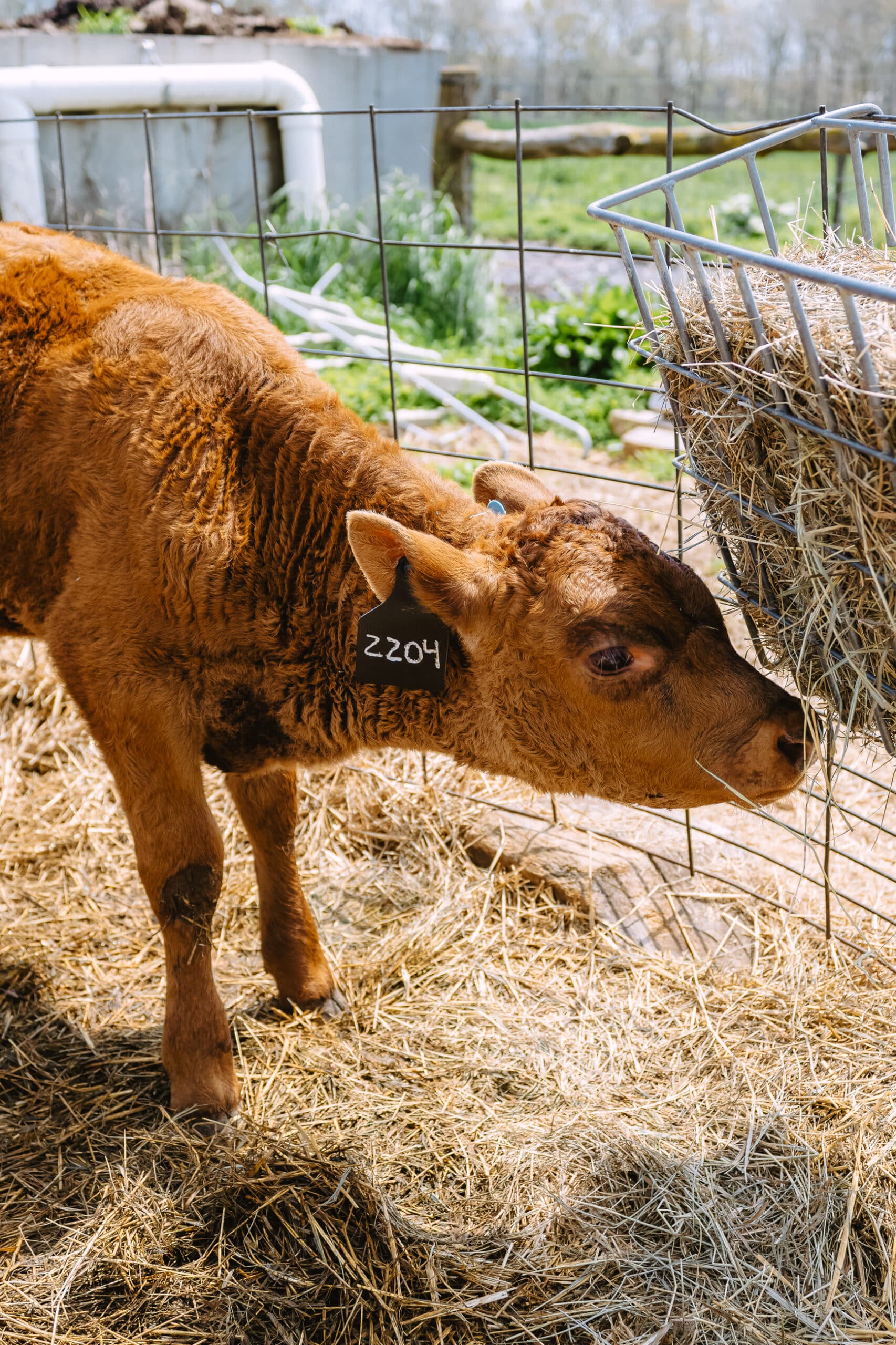 Summer in Martha's Vineyard