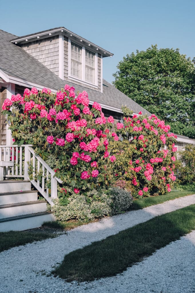 Flowers in Martha's Vineyard