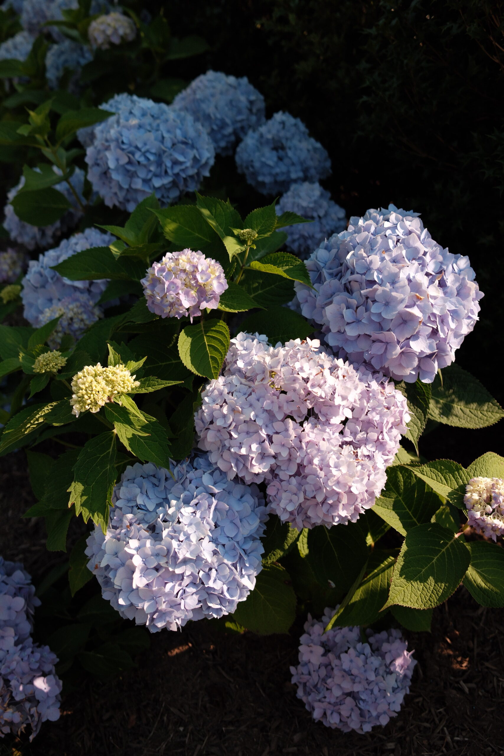 flowers in a garden, hydrangeas 